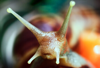 Artistic soft focus macro closeup of tiny cute garden snails with blurry background.