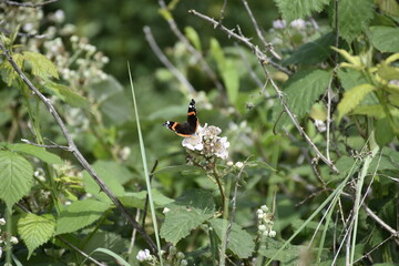 Dutch (Zeeland) beach area full of floral variation.