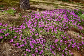POURPIER FLEURS DE ROCALLE