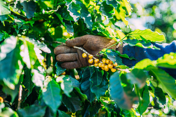 Arabica coffee being picked manually by man agriculturist hands. Brazilian special coffee.