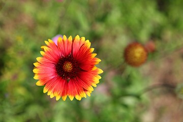 한국공원에힌꽃입니다