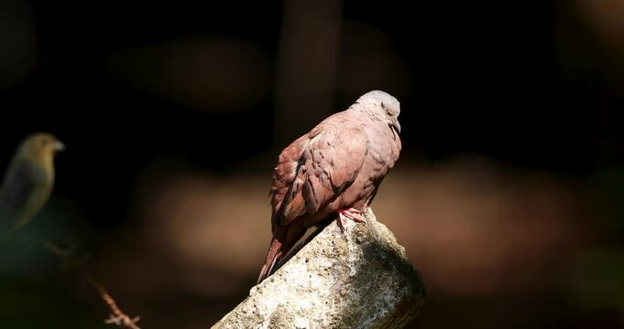 Rolinha (Columbina) in front of a dark background with spot light. Ruddy Ground-Dove perched on the Branch (Rolinha Roxa ,Columbina talpacoti)