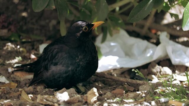 Common blackbird - Turdus merula - Male dark bird in wildlife
