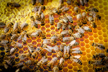 Bees On Honeycomb In Apiary