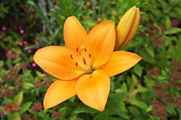 한국공원에핀꽃입니다