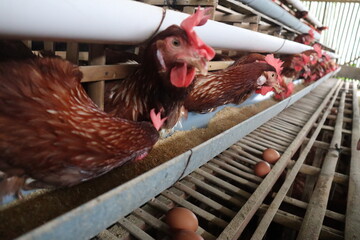 chicken, hen, farm, bird, poultry, animal, rooster, fowl, beak, red, agriculture, feather, farming,...