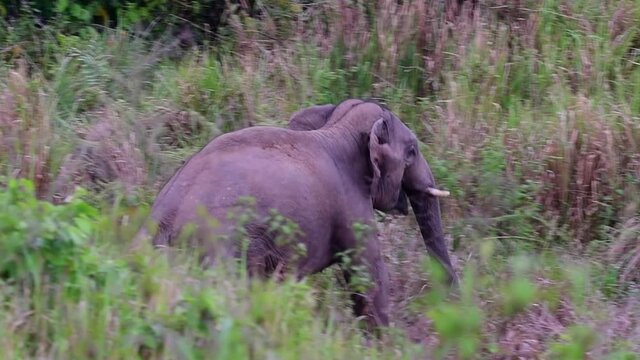Indian Elephant, Elephas maximus indicus, Thailand; seen running down a slope angrily while going into saltlick then climbs up to a bank to look back raising its trunk making a trumpeting sound.