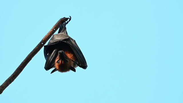 Lyle's Flying Fox, Pteropus lylei, Saraburi, Thailand; hanging upside down on a single branch while roosting then slowly lifts its head towards its body to curl up and then returns to sleep.