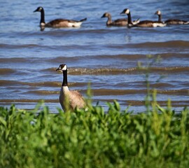 country goose on the beach