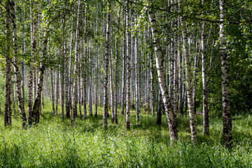 tree pattern in the summer forest with sunlight
