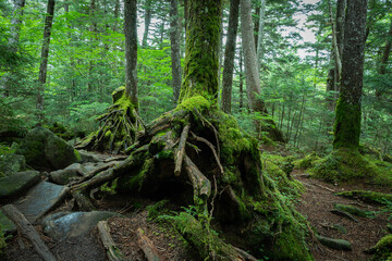 苔が広がる原生林