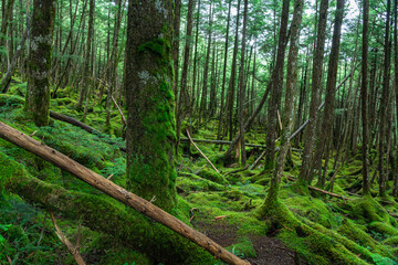  苔が広がる原生林