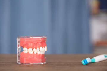 Mouth model and toothbrush