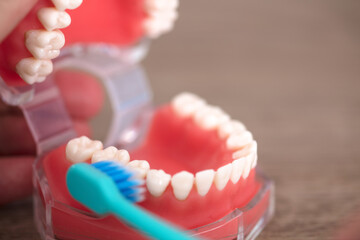 Toothbrush brushing the teeth in the oral model