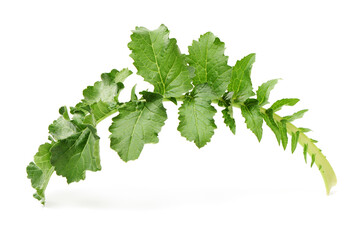 White radish leaves on white background 