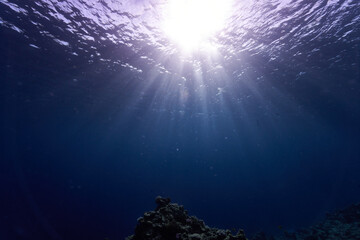 reef diving