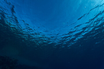 reef diving