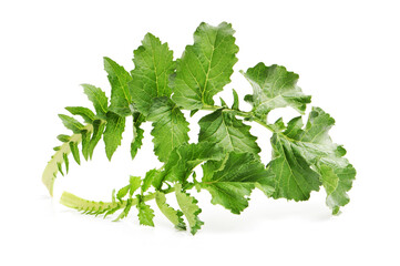 White radish leaves on white background 