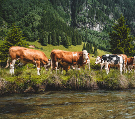 Fototapeta na wymiar Panorama in den Alpen mit einem Fluss und Kühe