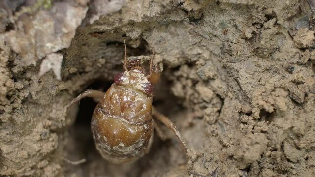 Cicada nymph emerging from burrow.