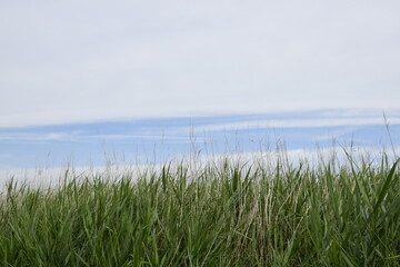 Dutch (Zeeland) beach area full of floral variation.