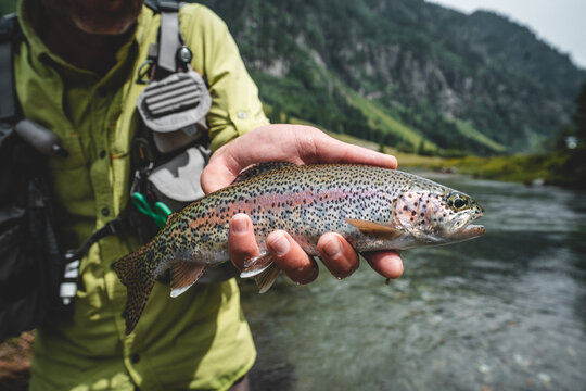Wilde Regenbogenforelle gefangen beim Fliegenfischen