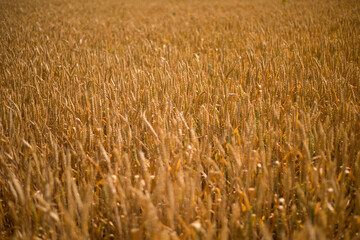 Golden Wheat Field Close Up . Sunrise time . Wheat Harvest concept