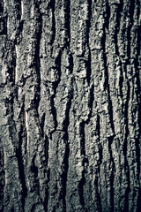 Old Tree Bark Texture . Soft focus .