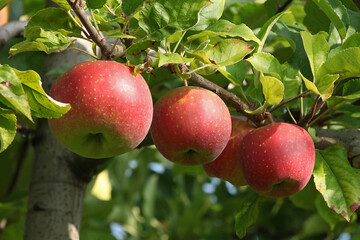 Pommes rouges variété Jonagold dans l'arbre