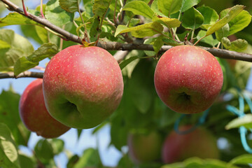 Pommes rouges dans l'arbre