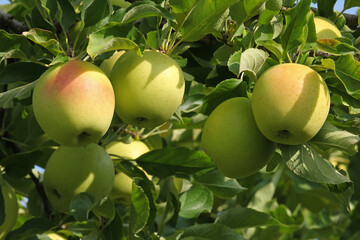 Pommes Golden sur l'arbre