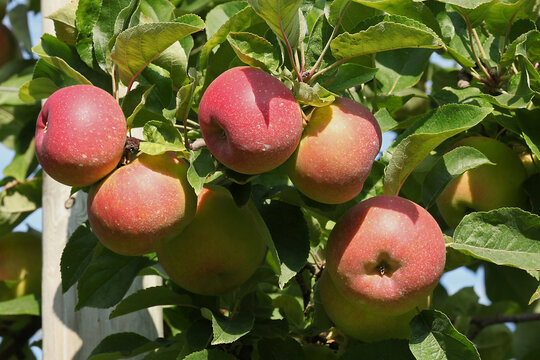 Pommes rouges Jonagold dans l'arbre