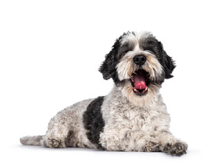 Cute little mixed breed Boomer dog, laying fown side ways. Looking towards camera yawning showing tongue and no eyes. Isolated on white