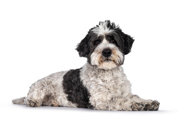 Head shot of cute little mixed breed Boomer dog, sitting up facing front. Looking straight to camera with friendly brown eyes. Isolated on white background. Mouth closed.