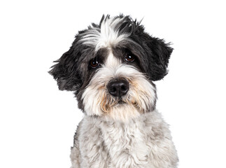 Head shot of cute little mixed breed Boomer dog, sitting up facing front. Looking straight to camera with friendly brown eyes. Isolated on white background. Mouth closed.
