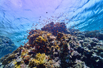 coral reef in the sea