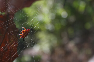 Yellow and red devil spider, with two large horns on the ends of its shell, on the island of Nosy Komba. Spider in his spider web with the forest out of focus in the background.