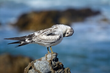 Young Crested Tern pruning itself on a rock with water and rocks in the background.
