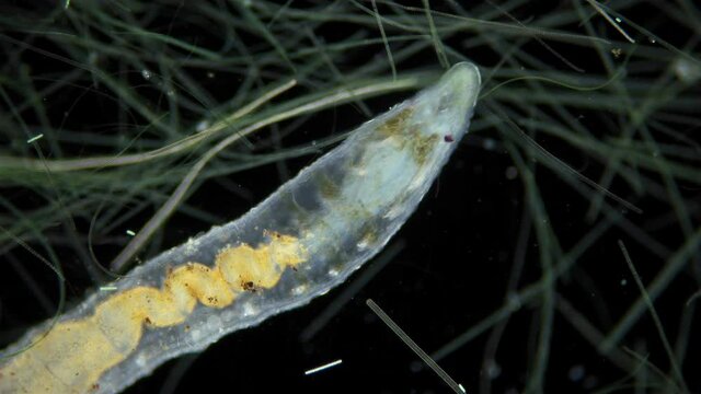 worm Nais sp. under a microscope, the Tubificidae family, a subclass of Oligochaeta, feed on plant foods (algae) and the remains of dead organisms, sometimes protozoa