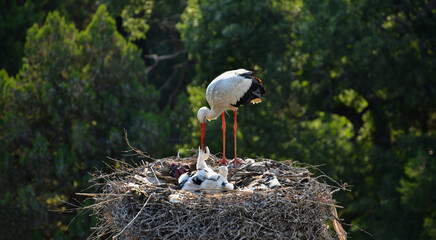 Feeding Time  © The Cheroke