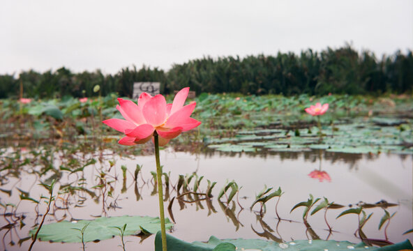 Time: Friday morning, June 18 , 2021. Location: Tam Da lotus lagoon, Ho Chi Minh City. Content: The author hopes the photos can describe the beauty of lotus flowers.