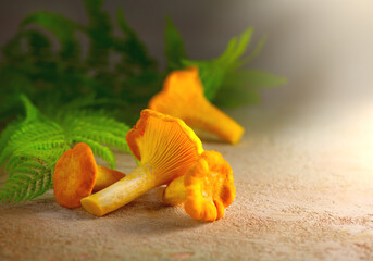 Chanterelle mushrooms, Raw wild chanterelles mushroom on rustic background close-up. Organic Fresh chanterelle on a table. Red mushrooms closeup. Soft focus. 