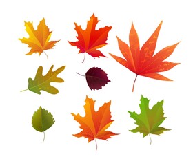 Set of beautiful bright autumn leaves. Vector illustration.