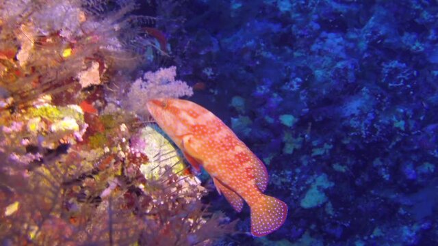 Moontail bullseye Squirrel fish Priacanthus hamrur clouse-up view, in the Red Sea, Egypt. Snorkeling with the tropical fish on coral reef. Scuba diving adventure in the deep ocean with marine wildlife