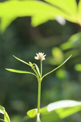 flower, nature, spring, plant, green, flowers, white, yellow, blossom, garden, summer, leaf, bloom, wild, blooming, petal, flora, forest, macro, floral, strawberry, plants, field, closeup, close-up