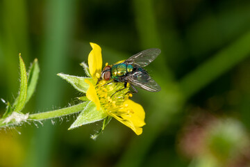 Detail of a blowfly sitting on a yellow flower against a green background