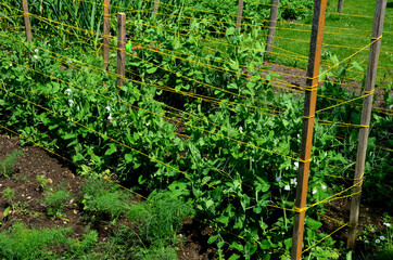 Wooden supports with strings protecting sugar pea seedlings, which children love to collect in the...