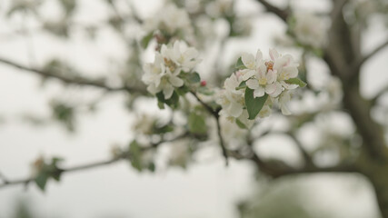 white apple flowers on a young tree closeup