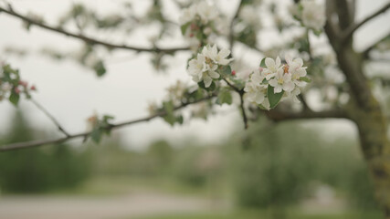 white apple flowers on a young tree closeup