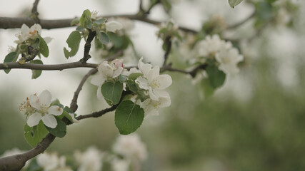 white apple flowers on a young tree closeup